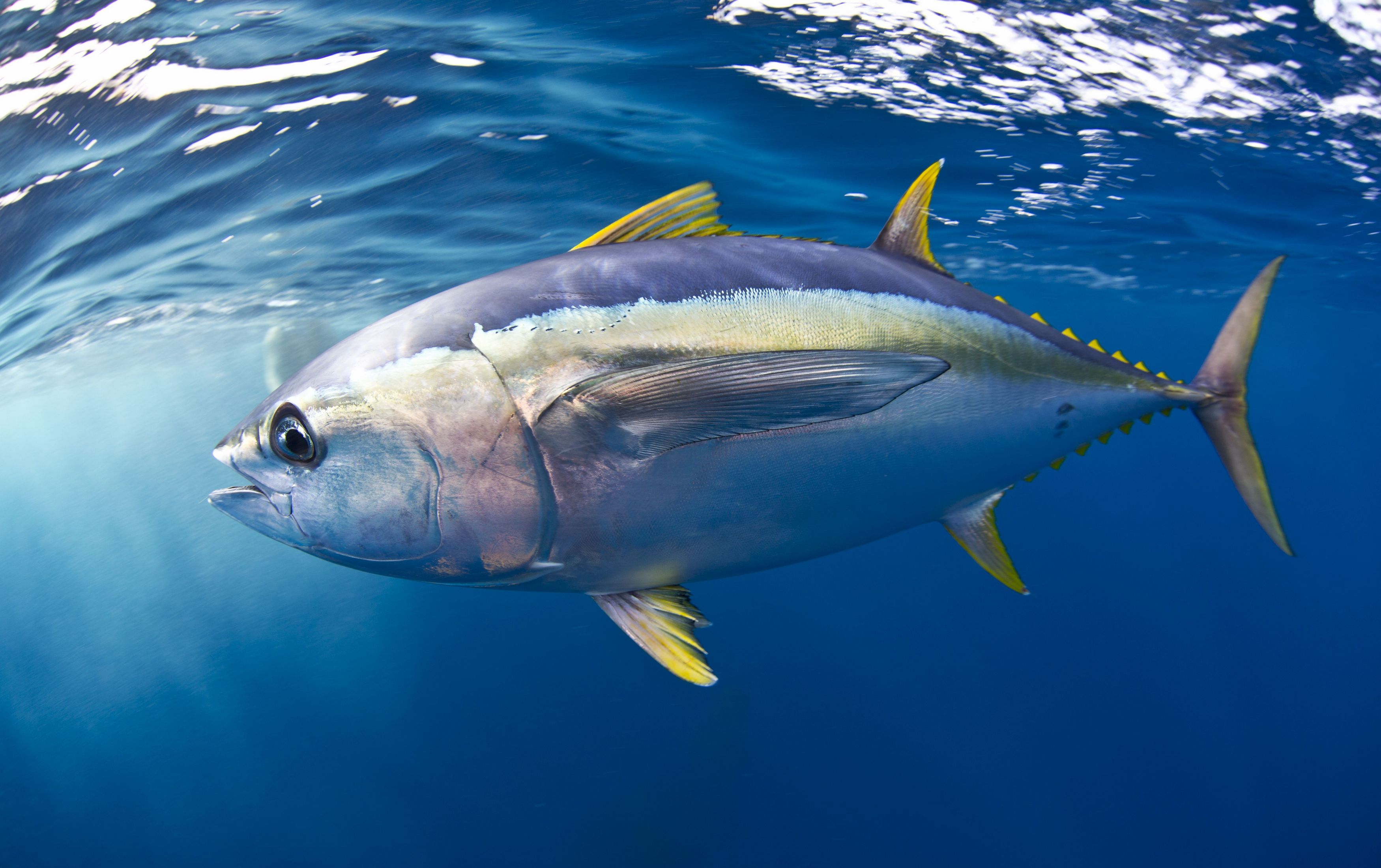 Thunnus albacares (Bonnaterre, 1788)